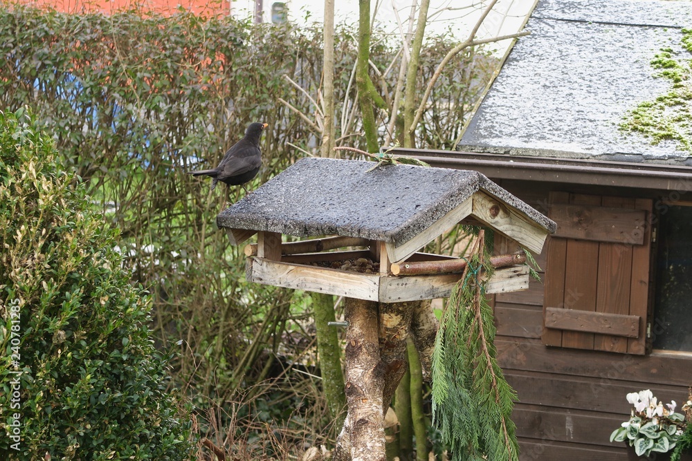 Amsel (Turdus merula) auf dem Dach eines Vogelhauses im Garten in