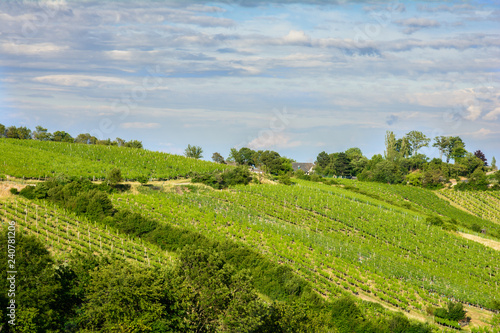 Photography Vineyards in the summer in the suburbs of Vienna. Austria