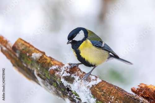 Great tit (Parus major) sitting on branch in winter forest