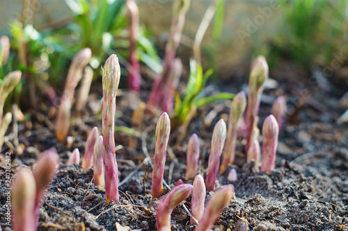 Young asparagus sprouts in the garden