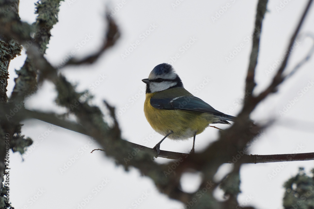 Fototapeta premium Eurasian blue tit looking left