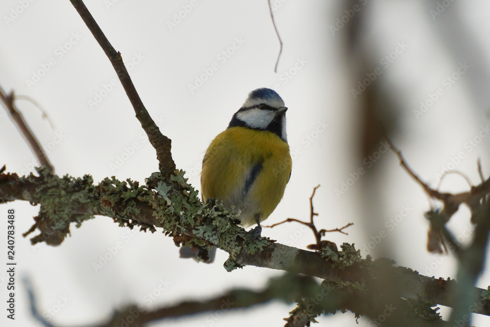Obraz premium Eurasian blue tit front