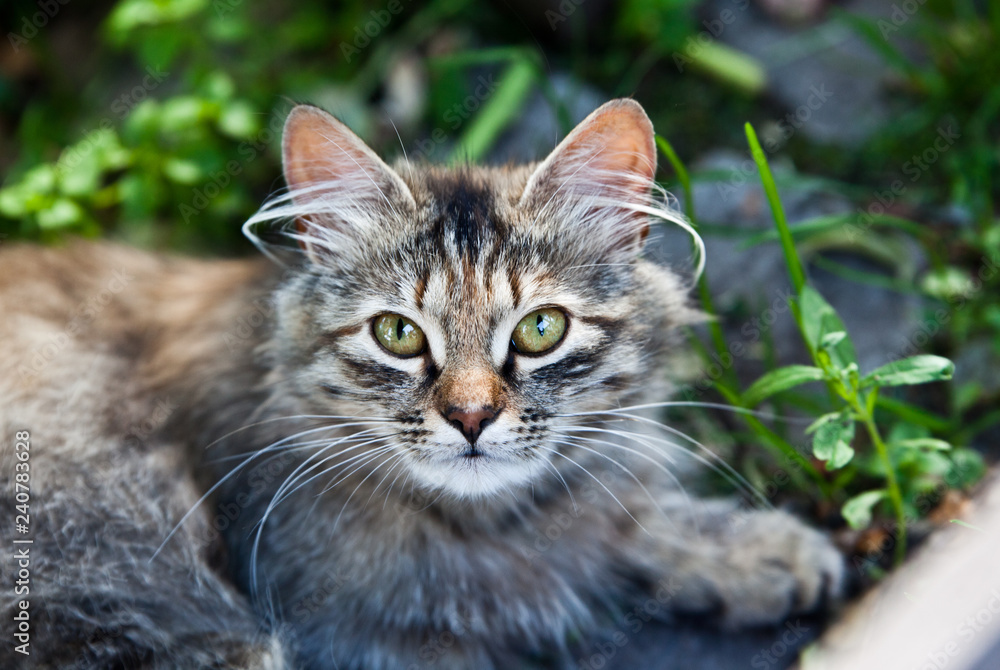 Gray striped furry cat in green grass Gray striped furry cat in green grass