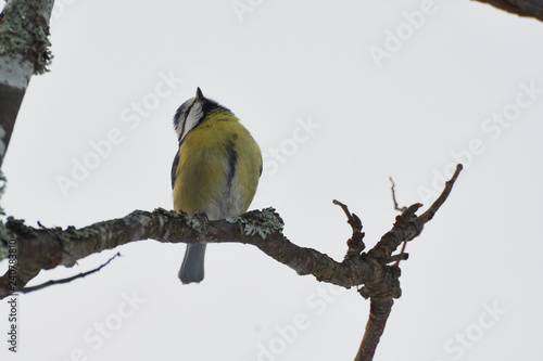 Eurasian blue tit looking up photo