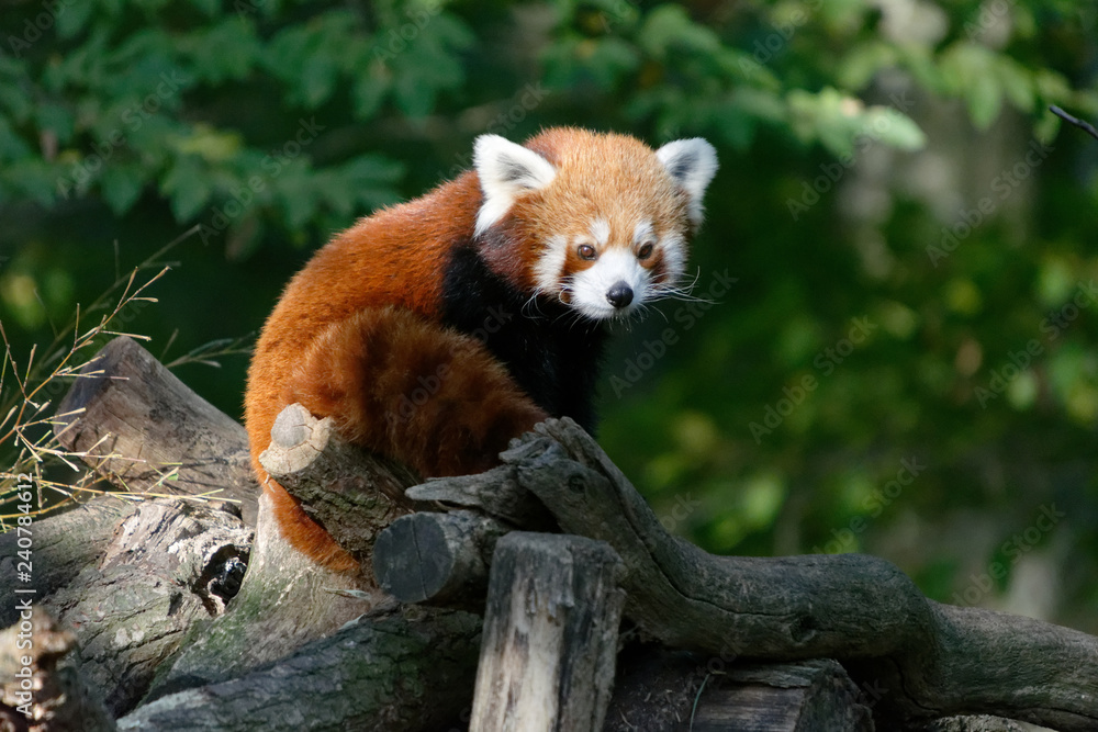 Fototapeta premium Panda roux