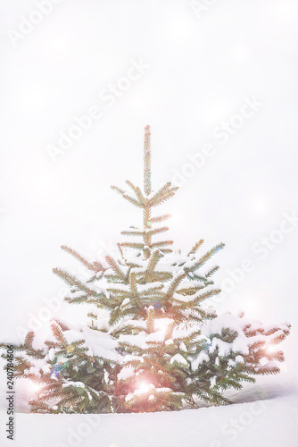 Fir tree couvered by fresh snow in the park photo