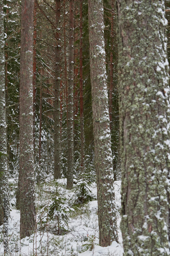 fir winter