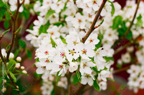 Beautiful blooming apple tree branches in spring close up