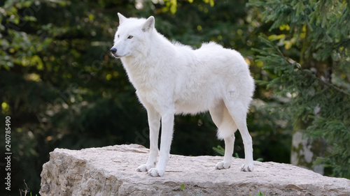 Loup