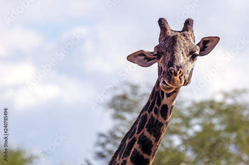 Photography Mesai Giraffe