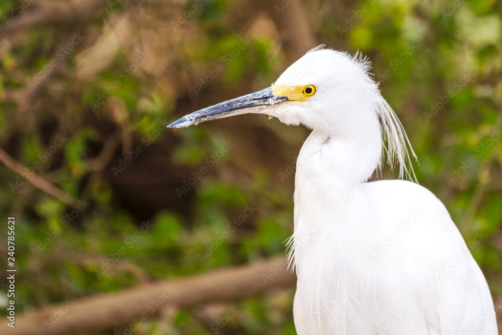 Fototapeta premium Snowy Egret