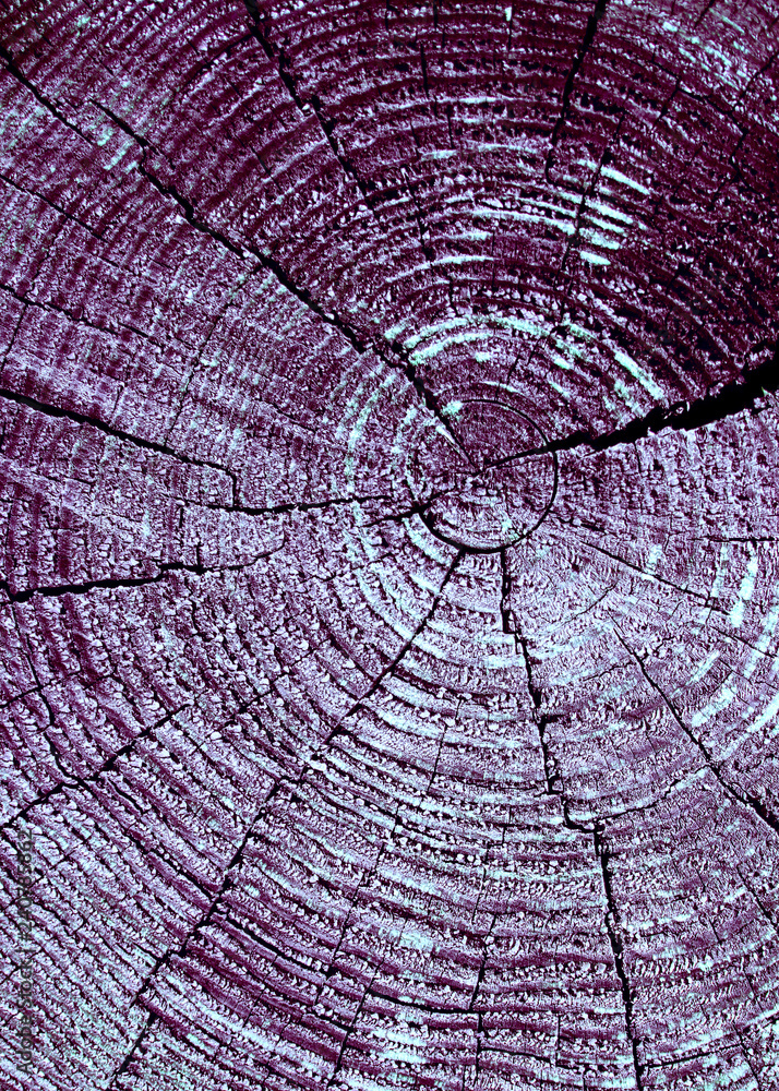 Fototapeta premium background of wooden plank texture wall with selected tone color. Abstract background of an old wooden wall with a bright texture. paint ultraviolet
