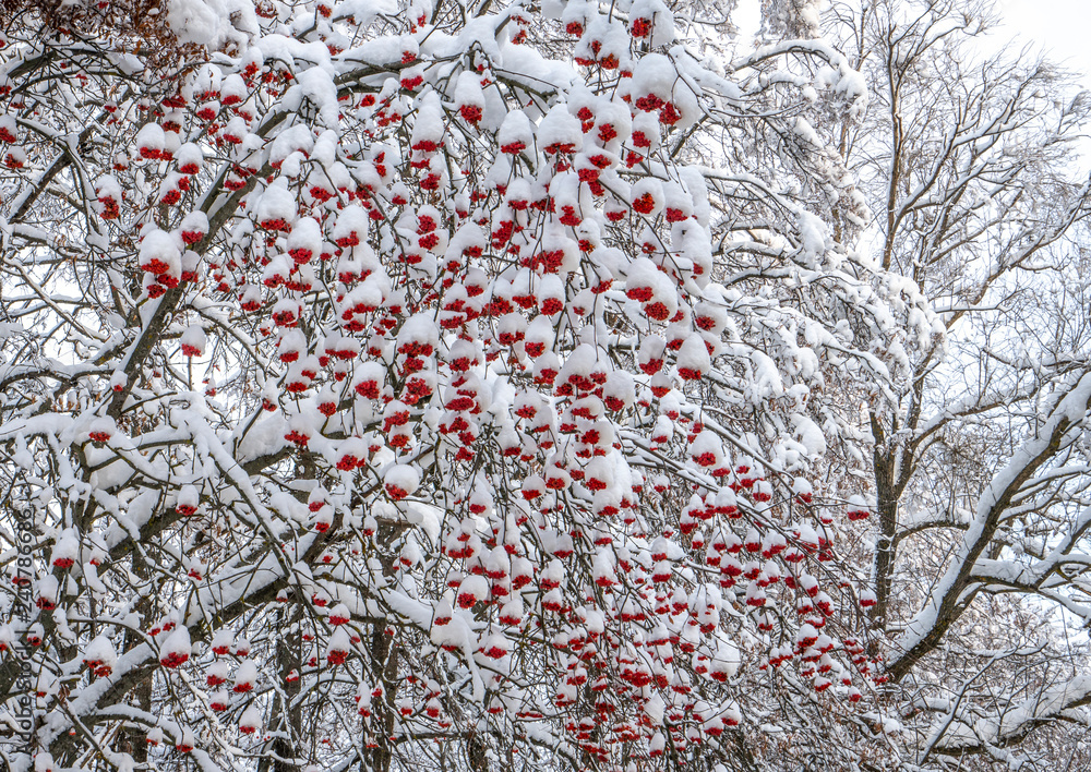 Bunches of red mountain ash under snow