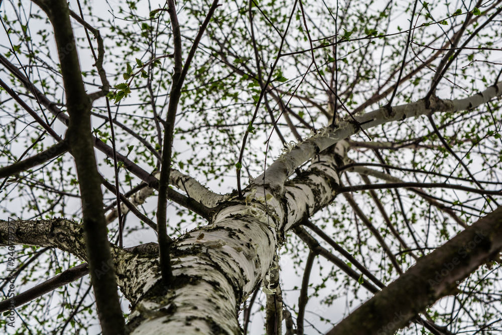Fototapeta premium Crown and trunk of birch