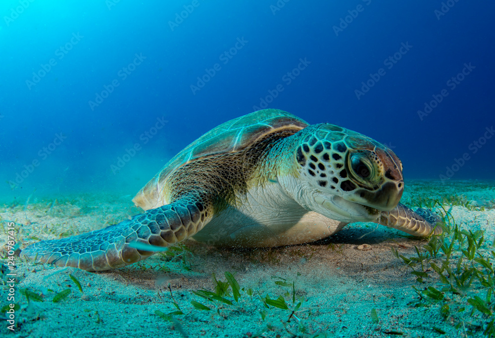 Fototapeta premium Green Sea turtle ( Chelonia mydas ) 