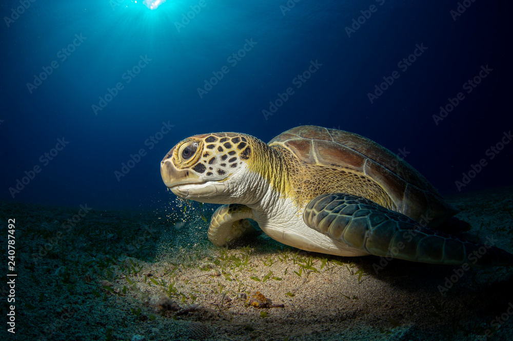 Obraz premium Sea turtle 