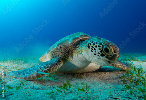 Green Sea turtle ( Chelonia mydas )  © Adnan