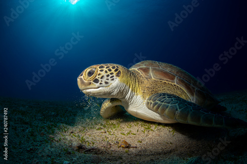 Sea turtle  © Adnan