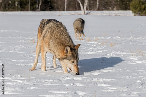 Grey Wolves (Canis lupus) Sniff in Field Winter