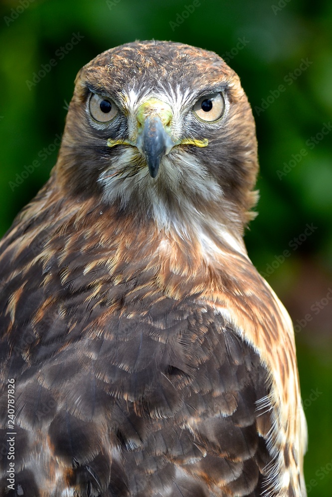 Obraz premium Bird of Prey