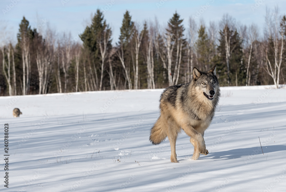 Naklejka premium Szary wilk (Canis lupus) biegnie po prawej inny wilk w tle zimy