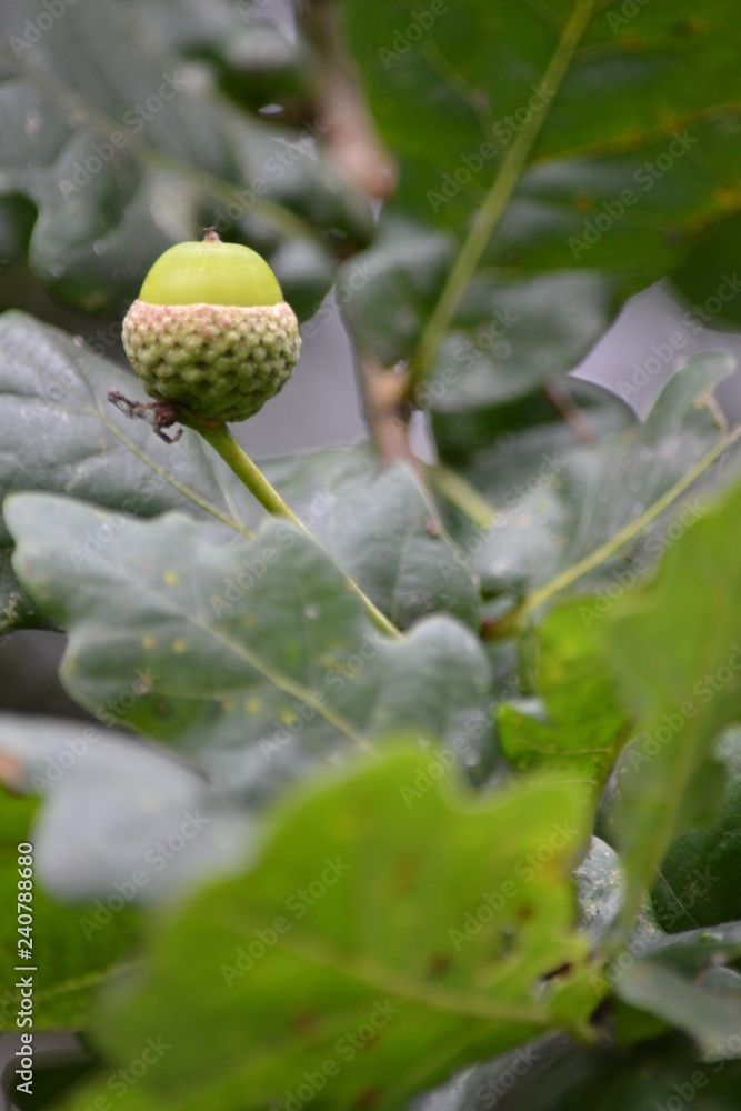 Fototapeta premium Acorn
