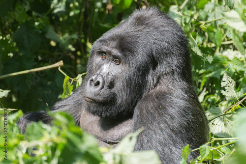 männlicher Berggorilla Silberrücken im Dschungel von Uganda