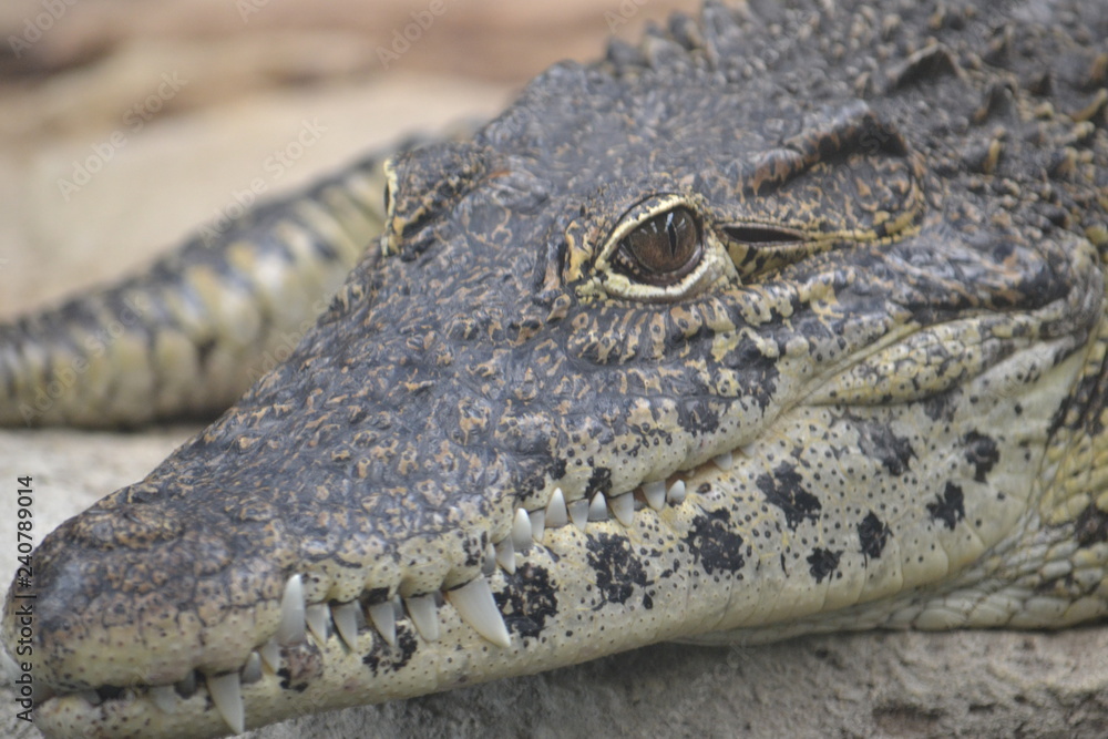 Obraz premium Reptile