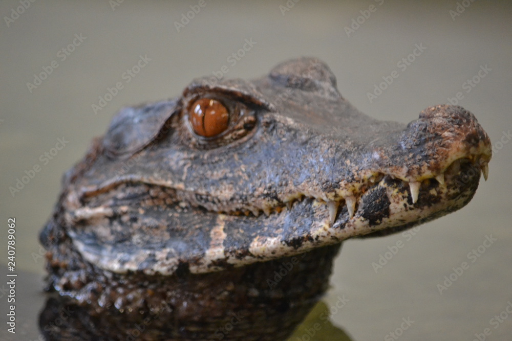 Fototapeta premium Reptile