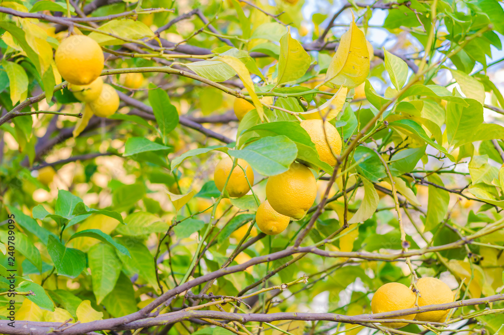 A branch of a tree with ripe lemons and green leaves in the garden. Blurred Background