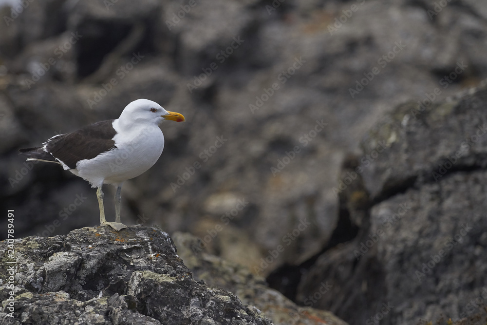 Seagull in the island, day to day of this animals with chicks - fly and walks - Sequence of photos Seagull in the island, day to day of this animals with chicks - fly and walks - Sequence of photos