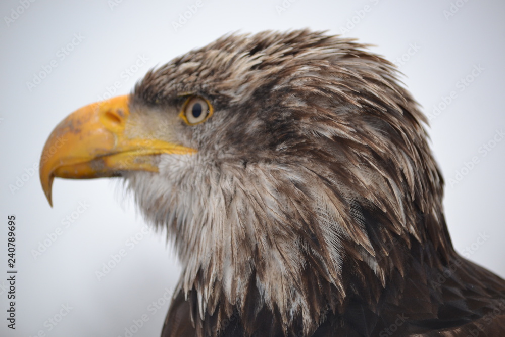 Bird of Prey Bird of Prey