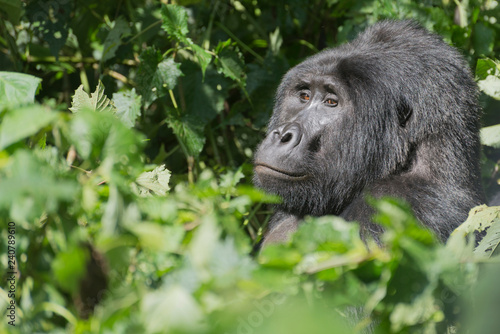 männlicher Berggorilla Silberrücken im Dschungel von Uganda photo