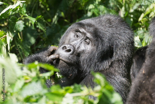 männlicher Berggorilla Silberrücken im Dschungel von Uganda © Pfotenpaparazzi