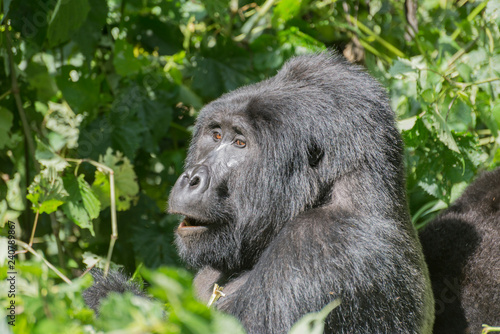 männlicher Berggorilla Silberrücken im Dschungel von Uganda © Pfotenpaparazzi