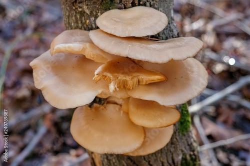 A cluster of oyster mushrooms grow on the side of a tree trunk during winter on the Cumberland Plateau in Tennessee.