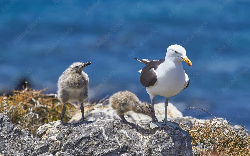 Obraz premium Seagull in the island, day to day of this animals with chicks - fly and walks - Sequence of photos