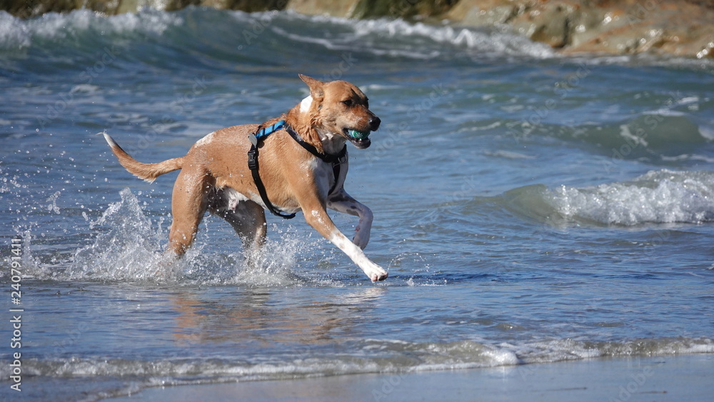 Brown and white dog running at beach