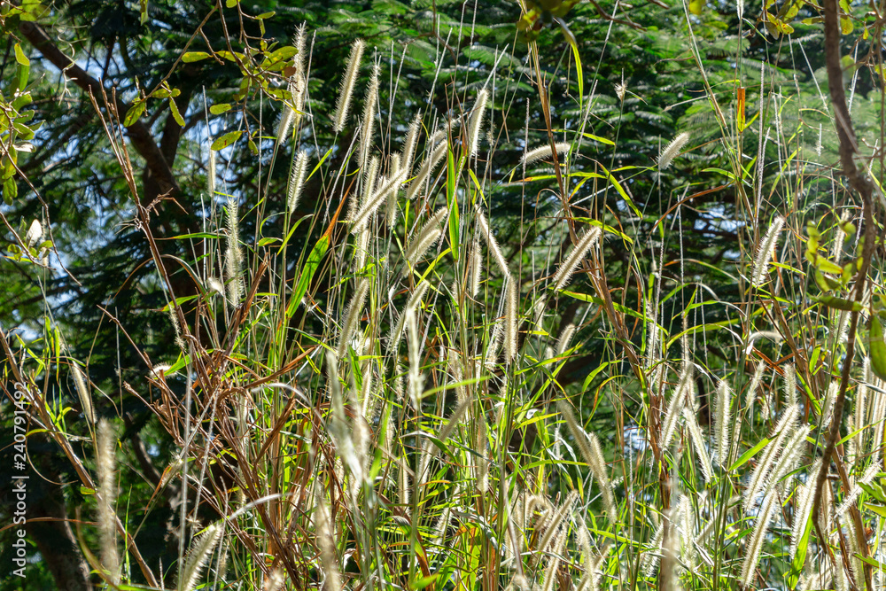 Napier Ridge Napier grass (Pennisetum purpureum) - Pine Island Ridge Natural Area ...