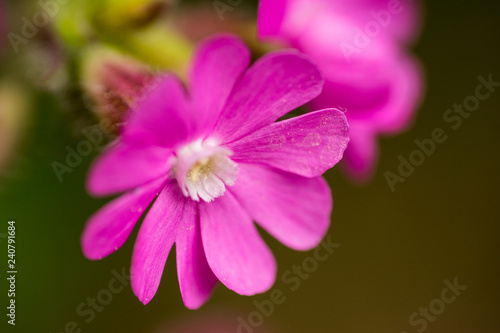 pink flower