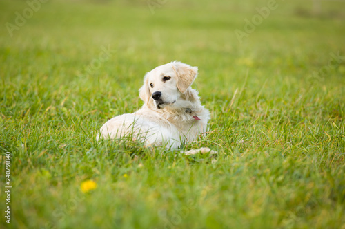 White puppy golden retriever dog lays in the middle of grass covered field.