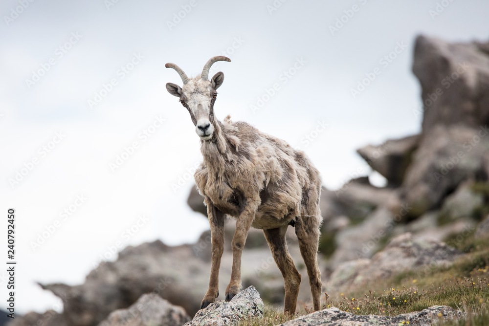 Big Horned Sheep Big Horned Sheep