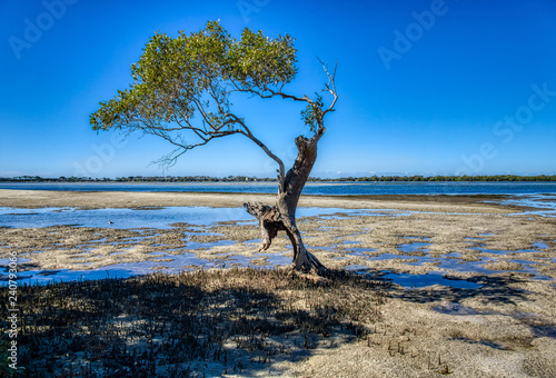 Lonely isolated mangrove tree on the beach Queensland coastline Australia