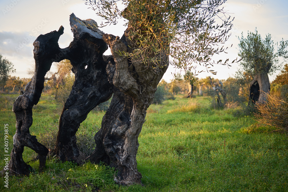 Magnificent old olive tree that resurrects after the destruction of a fire