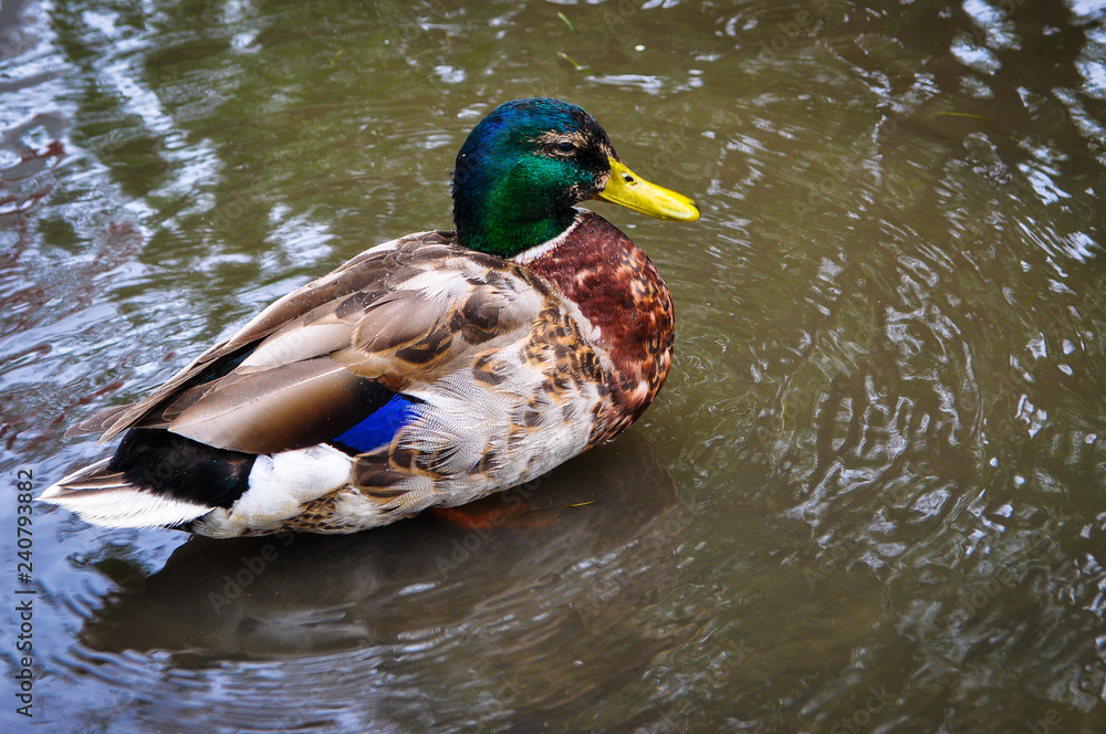 Obraz premium Colorful wild duck