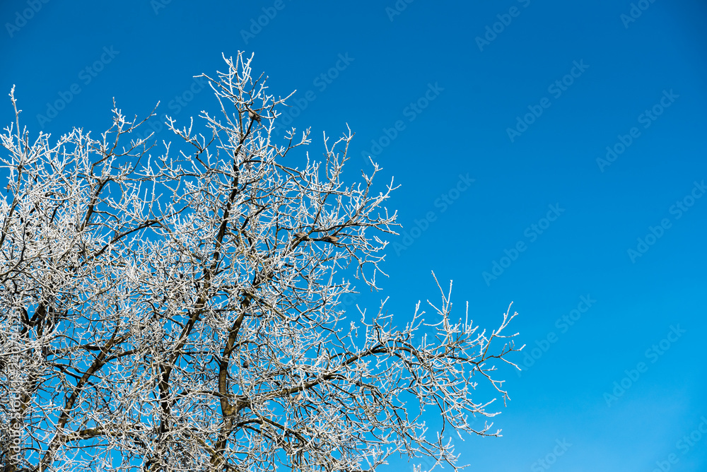 White frost on tree branches on blue sky background in winter. Frozen tree
