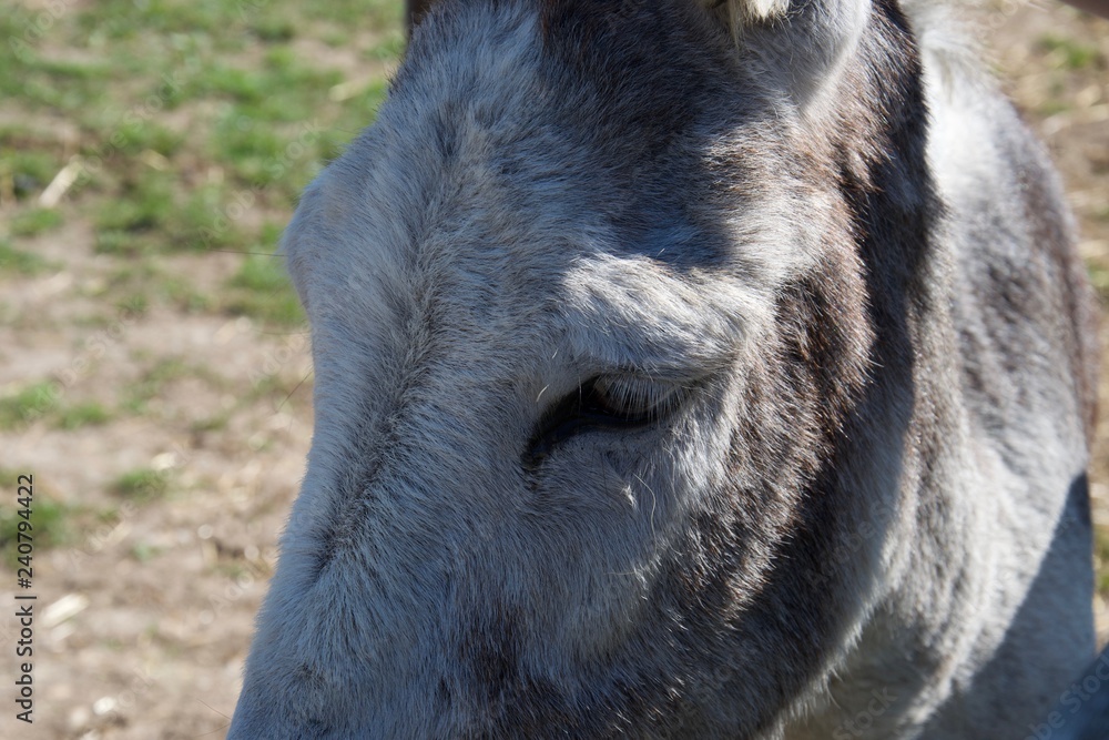 Fototapeta premium Close up of donkey's eye on sunny day