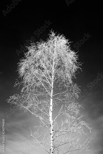 White frost on tree branches on clear sky background in winter. Frozen tree