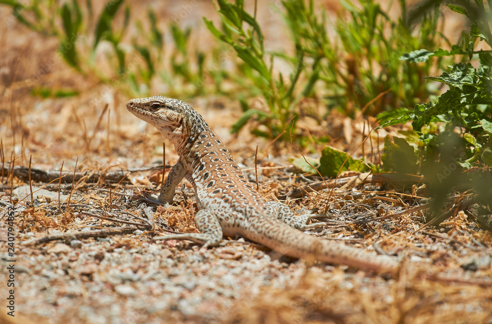 Beautiful Lizard in ground - Desert Beautiful Lizard in ground - Desert