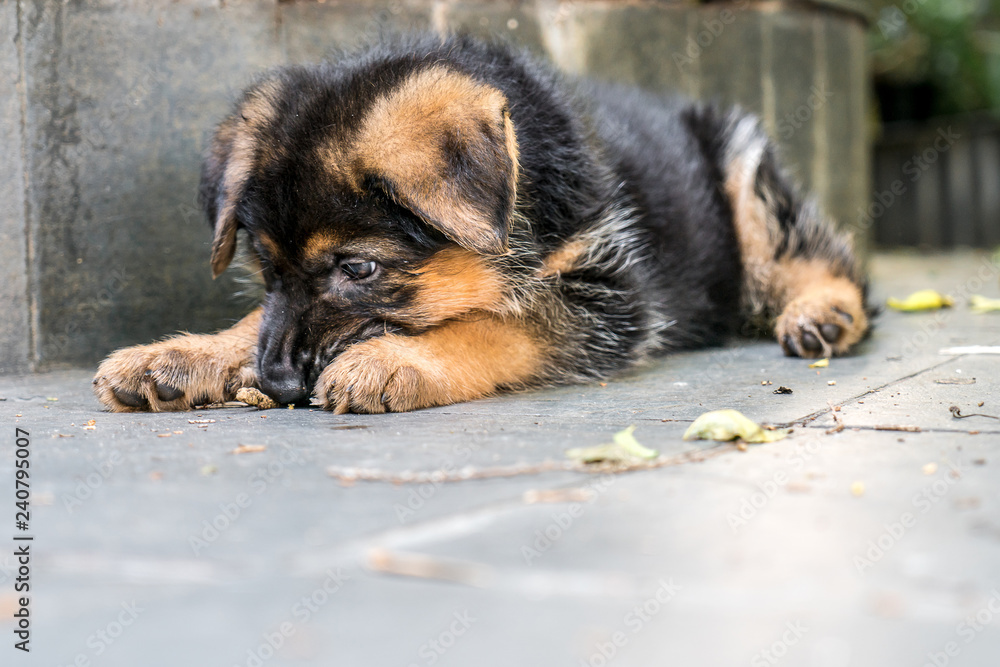 German shepherd cub lying on the ground